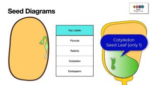 Plant reproduction Diagrams and Questions-IMPORTANT Leaving Cert Biology (Ireland)