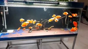 Аквариум с Астронотусами от Đại Quang Lâm