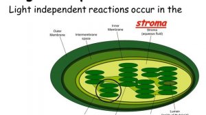 Photosynthesis