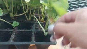 рассада сенсация 2024