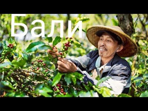 Бали. Кофейная плантация.