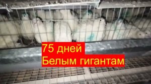 Инкубация перепелиных яиц белый гигант. 75 дней