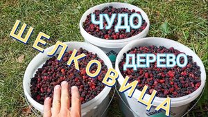 Сбор ягоды шелковицы.Изобилие, вкусняшки, полезные свойства.