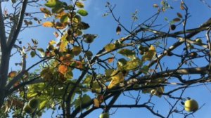 «Память книга оживит. Донская природа» 2021 4-й этап Николай Николаев «Чудо-юдо» Отрывок