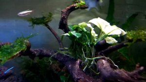 Anubias Nana "Pinto"