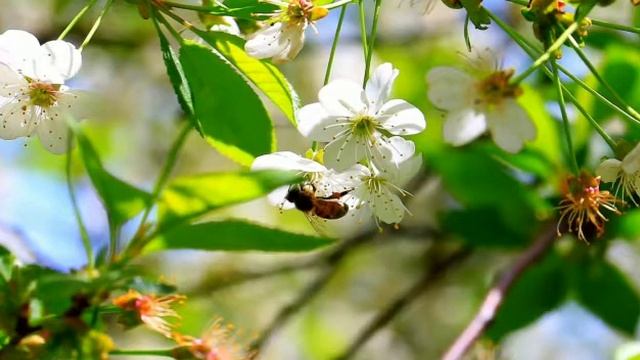 Қоршаған орта-Балабақша смотреть онлайн