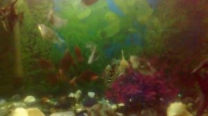 Мраморные гурами 4 месяца