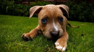 Слушать новую русскую новинку в машину 2015