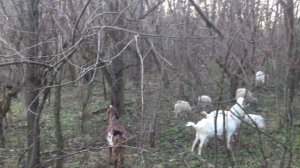 ВВЦВСАСДРД — моя практика виходу з цієї секти.