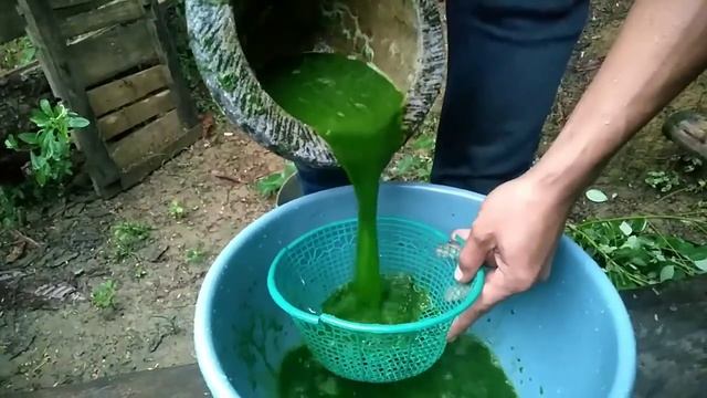 Pembuatan Pestisida sendiri dari Daun Riside atau Daun Gamal смотреть онлайн