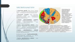 Проводящие пути. Спинной мозг. Часть 1.