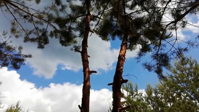 2022 арборист 01 смотреть онлайн