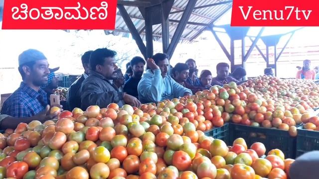 ಚಿಂತಾಮಣಿ ಟೊಮೆಟೊ ಬೆಲೆ ಗುರುವಾರ 02/09/2021(AMR) смотреть онлайн