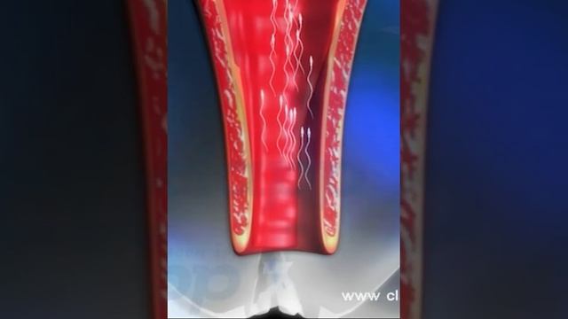 Human Reproduction (3D Animation)