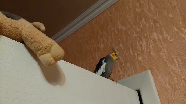 Попугай корелла песенки поет. Как поет корелла. 15.10.2020 смотреть онлайн