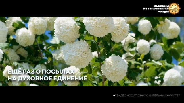 #БлагоВест ✴ Ещё раз о Посылах на Духовное Единение