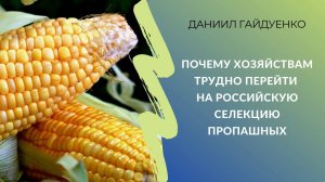 Почему хозяйствам трудно перейти на российскую селекцию пропашных | Даниил Гайдуенко