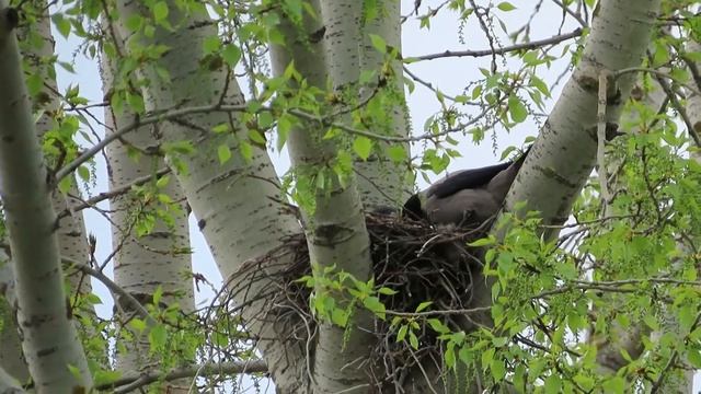 №2227 23 05 2022 Воронье гнездо смотреть онлайн