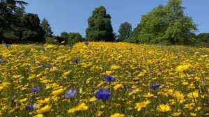 Музыка для восстановления сил и глубокого сна|| Relax music for deep sleep