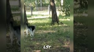 Белка дружит с собакой или провоцирует её? #squirrel #белка #собака #дружбассобакой #