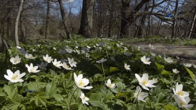 🌷 ANDY IORIO - Waltz 🌷 смотреть онлайн