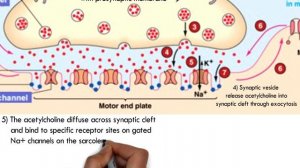 Chapter 10 EP 13  / Sem 2 : Impulse Transmission in Neuromuscular Junction (Matriculation Biology)