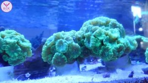 BSK-SALT — exclusive partner of Tropic Marin in Russia (EN)