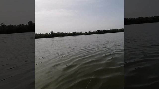 Ловля донской селёдки. Рыбалка на Дону.