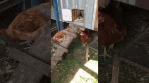 Куры ,доминант с 104 и Ломан Браун.