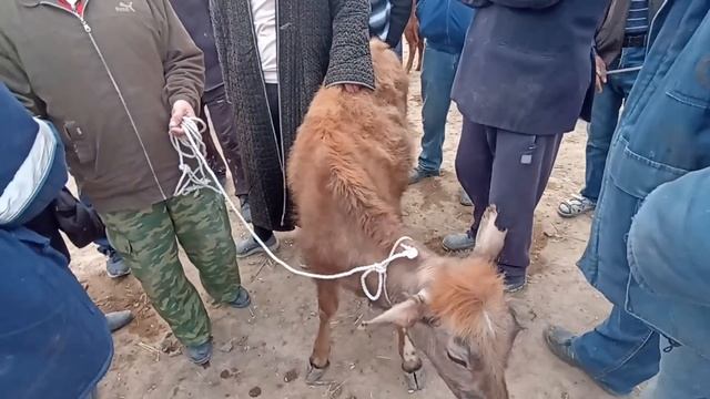 КОНЫРАТ МАЛ БАЗАРЫ 23-АПРЕЛЬ 2023/ СКОТНЫЙ РЫНОК/ШЫМБАЙ МАЛ БАЗАРЫ/ ДЕМ БЕРМЕС/ DEM BERMES