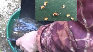 Копаю Золото зимой!