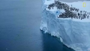 Сотни детенышей пингвинов сбросились с огромной глыбы льда