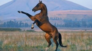 Как наладить контакт с лошадью?