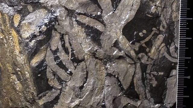 How Creationism Taught Me Real Science 91 Fishapods? смотреть онлайн