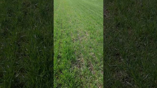 Начало гербицидной обработки 2023 год 31 марта . Палас. смотреть онлайн