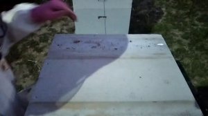 подсадка неплодных маток