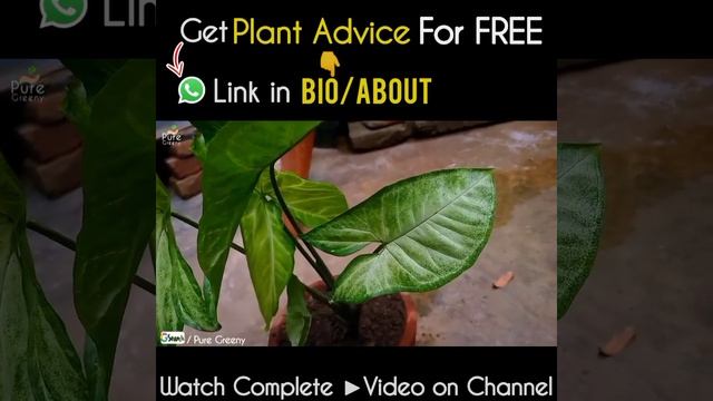 What is the Growing Season Of Syngonium Plant?