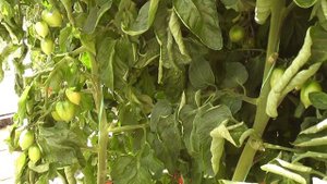 Уход за томатами во время плодоношения