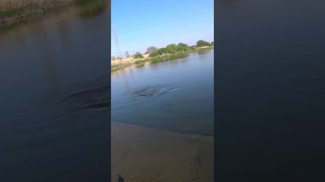 охота летом видео с архива #bowfishing #dartfishing #slingshotfishing #охотанарогатку #сазан смотреть онлайн