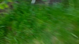 Смывается ли бордосская смесь. 2024