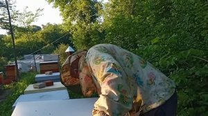 Взяток Отличный.Пригород Харькова.Пчела Работает.Пчеловодство 2022.