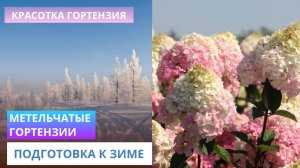 Метельчатые гортензии подготовка к зиме ❄️❄️❄️