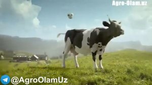 Сигирлар кайфиятда