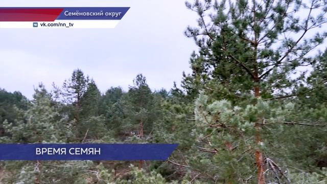 Заготовка шишек началась в лесах Нижегородской области