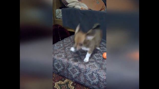 Первые  месяцы жизни чихуахуа в новом доме.
