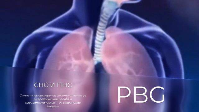 Вегетативная: симпатическая и парасимпатическая нервная система
