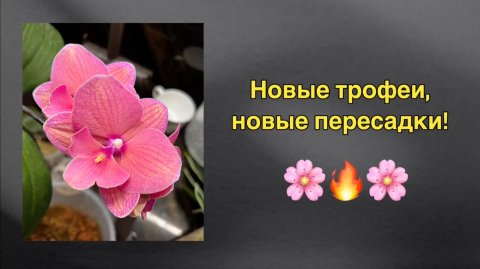 Новые орхидеи, новые пересадки! 😜🌸 #фаленопсис #пересадка #орхидея
