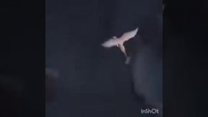 Дневная фурия и Беззубик песня между нами любовь