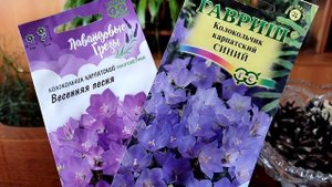 Карпатский Колокольчик! Самый Нежный цветок! Обязательно посейте!