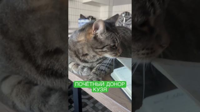 Кузя почетный 🩸 донор смотреть онлайн